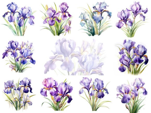 Iris Watercolor Clipart: A Versatile Illustrations Bundle