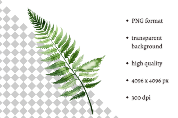 Watercolor Woodland Fern PNG Clipart Illustrations