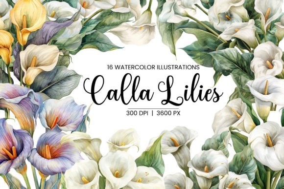 White Lilies Calla Lillies Watercolor Illustrations